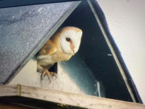 Pair of breeding owls at yew tree